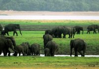 Fin.緑の島スリランカ周遊とセイロン象の大集結 10日間　