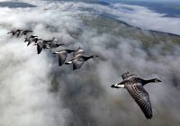【再募集】鳥たちと大空を飛ぶ感動の遊覧飛行体験とフランス中央高地の旅 8日間
