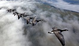 【再募集】鳥たちと大空を飛ぶ感動の遊覧飛行体験とフランス中央高地の旅 8日間