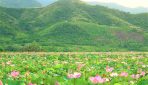 Fin.タップムオイ｢蓮の花｣水郷地帯とベトナム最南端への旅 7日間