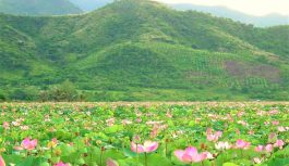 2023年10月25日発タップムオイ｢蓮の花｣水郷地帯とベトナム最南端へ 7日間