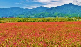2022/09/19発南信州の美しき自然を訪ねて～阿寺渓谷・上高地・赤そばの里の旅 5日間