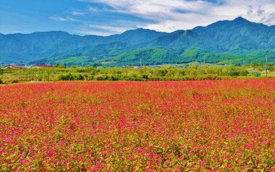 2022/09/19発南信州の美しき自然を訪ねて～阿寺渓谷・上高地・赤そばの里の旅 5日間