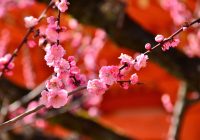 2023年02月24日発梅香る京都と　一足早い春を訪ねる大阪滞在の旅 5日間