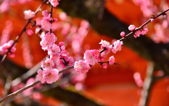 2024年02月26日発梅香る京都と一足早い春を訪ねる大阪滞在の旅 5日間