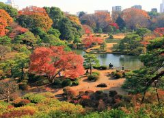 2022年11月14日発【新企画】紅葉の名所の庭園を巡る秋の東京散策と博物館特別展&江戸とTOKYOの季節の味覚を楽しむ旅 7日間